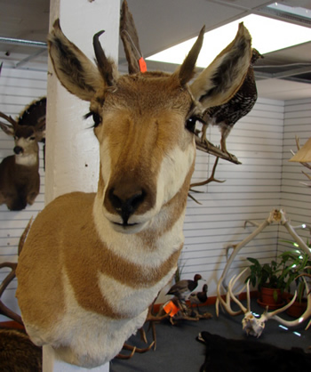 Antelope doe shoulder mount with horns