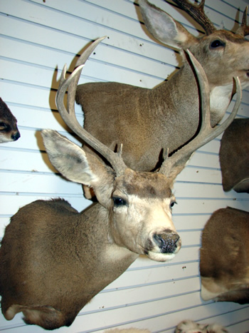 Mule deer shoulder mount 