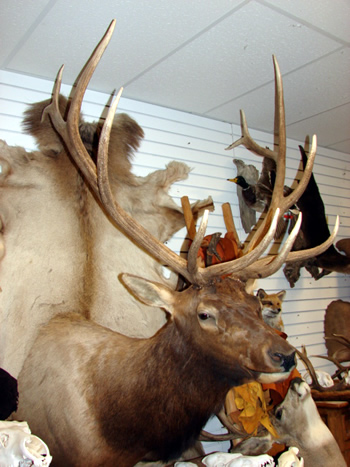 Elk shoulder mount