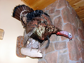 Lifesize Turkey, wall mount, gobbling, NICE!  Price-750.00