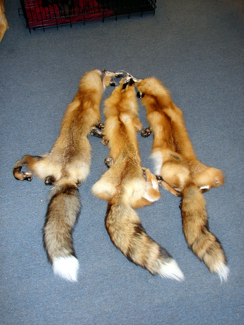 fox hides