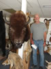 Buffalo, Bear, Pictures 006