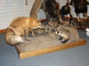 Fox With Badger, White Elk 006
