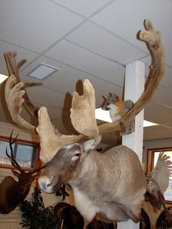 Caribou Mount