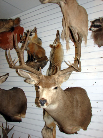 Colorado Mule Deer