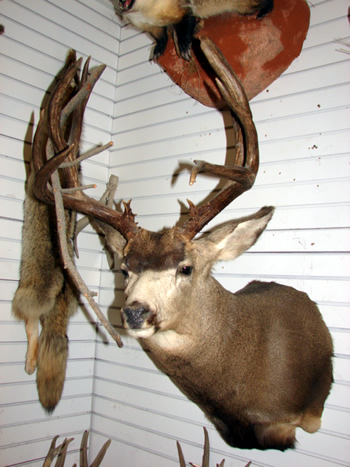 Colorado Mule Deer