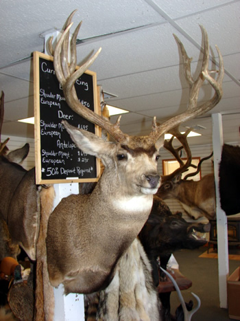 Mule deer 