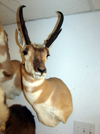 Colorado Pronghorn