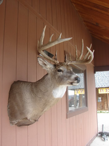 Deer