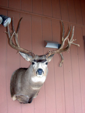 Mule deer shoulder mount