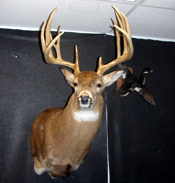 Whitetail deer, 170 class