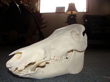Hog Skull