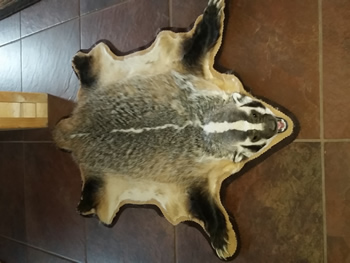 Raccoon
