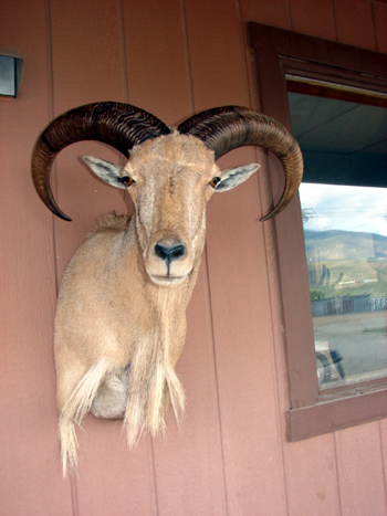 Aoudad shoulder mount, NEAT