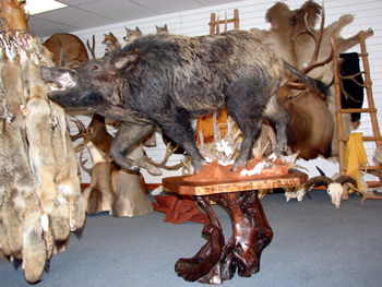 Lifesize hog, 300 plus pound hog
