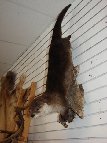 Otter