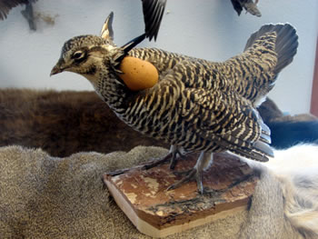 Praire chicken, drumming