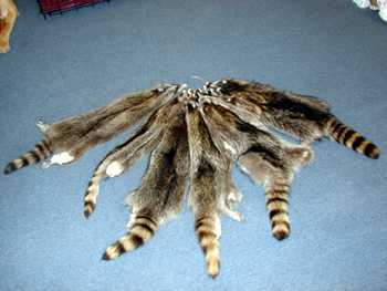 Raccoon hides