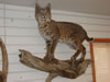Bobcat Pictures 003