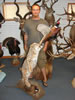 Moose And Foxes 001